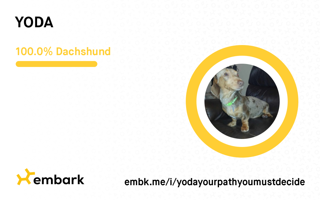 Yoda’s Embark breed result showing 100.0% Dachshund