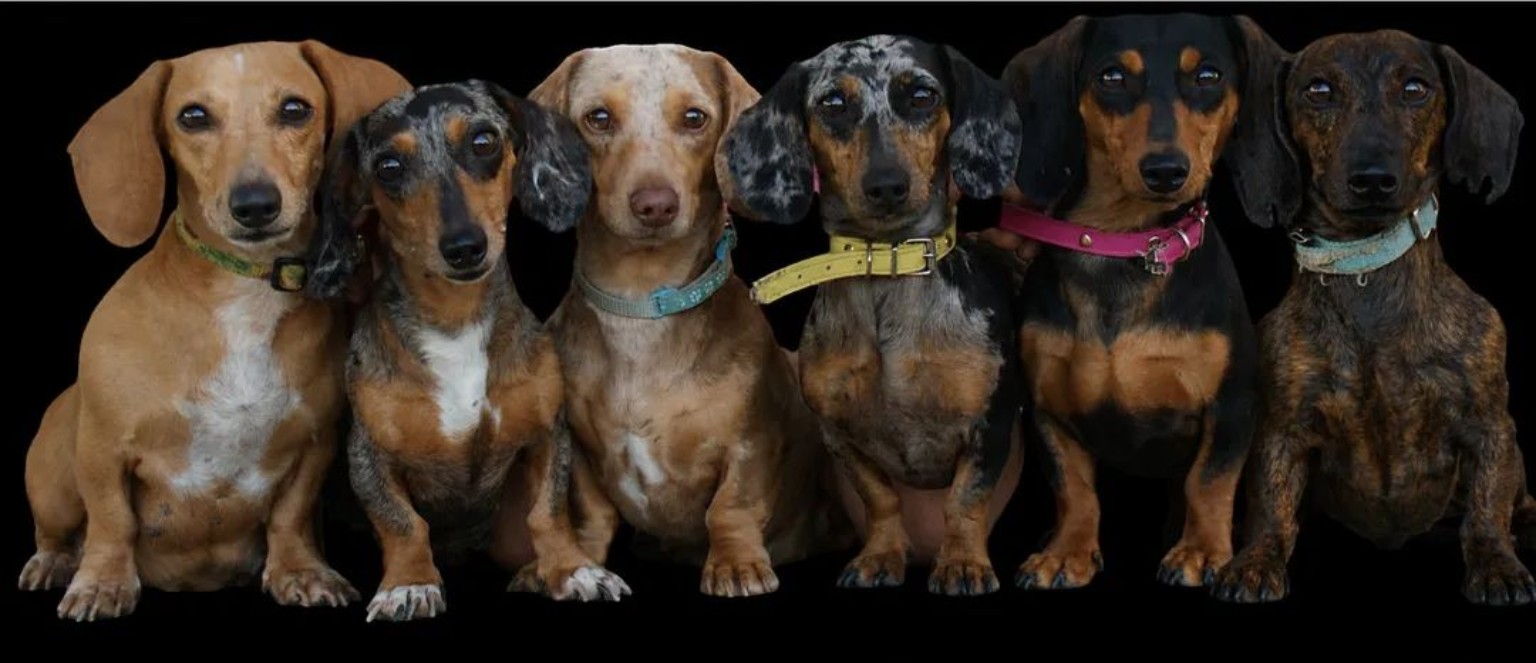 Six Lillibridge Long Dogs miniature dachshunds